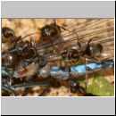 Lasius cf niger - Wegameise 05b 7mm mit Libelle.jpg